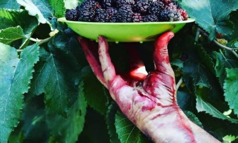این میوه تابستان دارای خواص ضد سرطان است