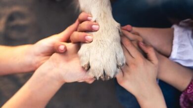 آمار نگران کننده نیش حیوانات خانگی ؛ ضرورت کنترل ؛ بیماری عفونی - آژانس خبری مهر | اخبار ایرانی و جهانی