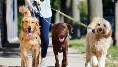 هزینه سالانه واکسن ضد ربا ؛ 1 تا 2 میلیارد دلار - آژانس خبری مهر | اخبار ایرانی و جهانی