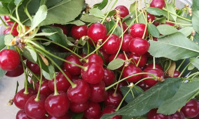 Damavand Absard Cherry Cherry- جعبه 6 کیلوگرم- تحویل کرمان- باغ بازار
