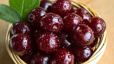 فواید شگفت انگیز یک میوه ترش برای سلامت مغز و قلب