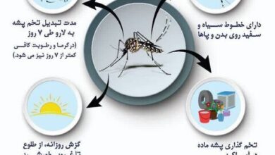 هشدارهای وزارت بهداشت در مورد یک حشره خطرناک