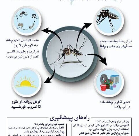 هشدارهای وزارت بهداشت در مورد یک حشره خطرناک