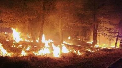 آتش سوزی جنگلی خطر آنفلوانزا و کاوید 2 - آژانس خبری مهر را افزایش می دهد | اخبار ایرانی و جهانی