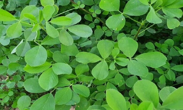 عرق این گیاه کلسترول خون را کاهش می دهد