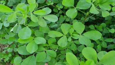 با مصرف این عرق گیاهی کلسترول را کاهش دهید