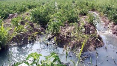 آب ناسالم ، منبع بیماریهای عفونی/ زائران arbaeen