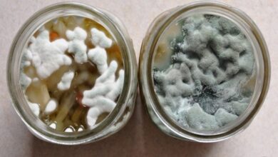 آیا لایه آب لیمو خانگی ایمن است؟