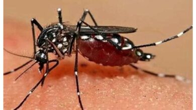 چگونه Chicongonia منتقل می شود؟