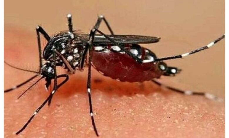 چگونه Chicongonia منتقل می شود؟