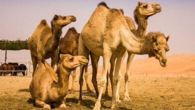 شیر شتر مفید است؟ - اخبار آنلاین