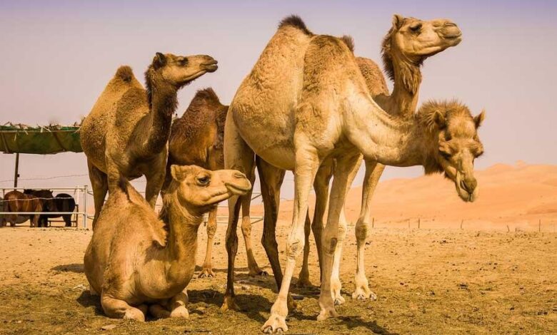 شیر شتر مفید است؟ - اخبار آنلاین