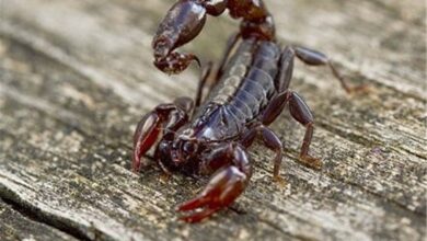 81000 مورد عقرب‌گزیدگی در کشور/ثبت بیش از 8300 مارگزیدگی