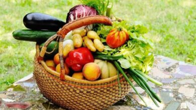 خطر آلودگی سبزیجات به مدفوع سگ و گربه/ هشدار به مصرف لبنیات غیرپاستوریزه