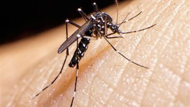 شناسایی 277 مبتلا به تب دنگی/ وجود پشه آئدس در همه نقاط استان گیلان