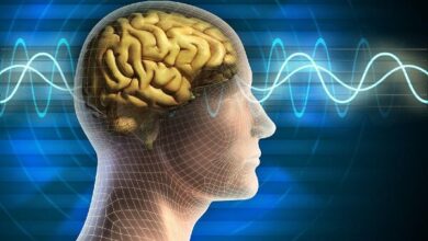 افزایش خطر مرگ و آلزایمر در افراد مبتلا به مغز قدیمی - آژانس خبری مهر | اخبار ایرانی و جهانی