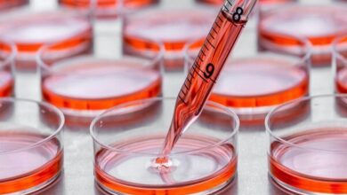 هشدار در مورد سوء استفاده از "سلول درمانی" - آژانس خبری مهر | اخبار ایرانی و جهانی