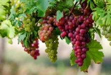 عکس باغ انگور بهترین انگور ایرانی
