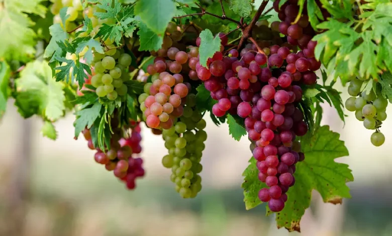 عکس باغ انگور بهترین انگور ایرانی