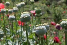 کاهش اکتشافات تریاک باعث شده است که صنعت داروسازی دچار مشکل شود/ آیا باید خشخاش را وارد کنیم یا گیاه کنیم؟