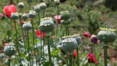 کاهش اکتشافات تریاک باعث شده است که صنعت داروسازی دچار مشکل شود/ آیا باید خشخاش را وارد کنیم یا گیاه کنیم؟