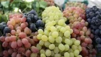 خواص معجزه آسای این میوه بهشت برای سلامت قلب و مغز