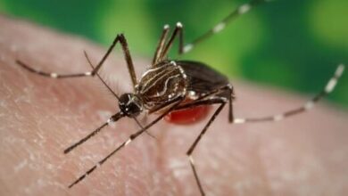 شیوع تب ویروسی در نه کشور