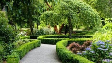 حضور در فضاهای سبز باعث رشد مغز کودکان بهتر می شود - آژانس خبری مهر | اخبار ایرانی و جهانی