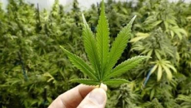 مصرف "گل" با "جنون" به پایان می رسد - خبرگزاری مهر | اخبار ایرانی و جهانی