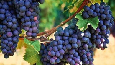 خواص انگور سیاه برای قلب و مغز