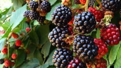 راز حافظه قوی و سلامت قلب در یک میوه کوچک