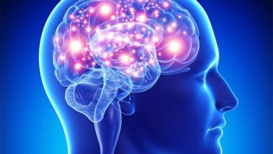 چند غذای مفید برای تقویت مغز و حافظه