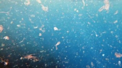 عدم ارتباط بین مواد شیمیایی پلاستیکی در دوران بارداری و زایمان زودرس - آژانس خبری مهر | اخبار ایرانی و جهانی