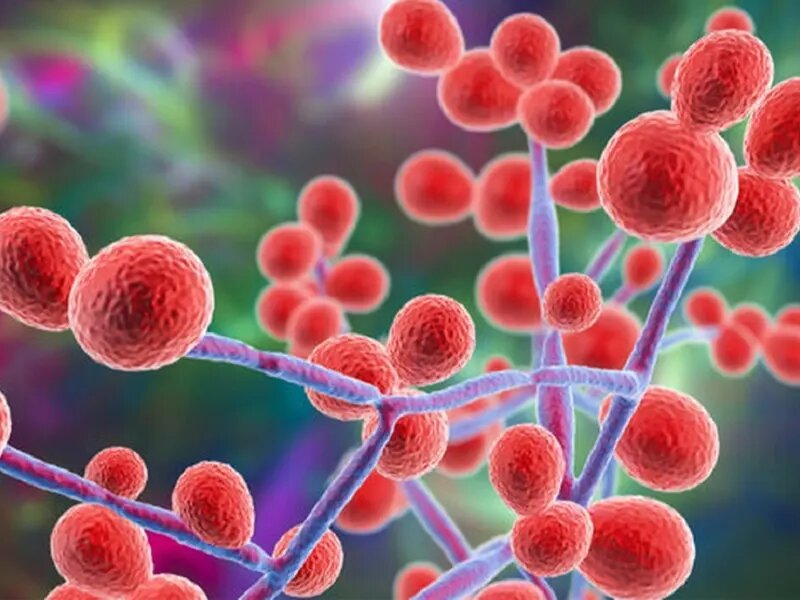 بیماری های قارچی ؛ یک تهدید ساکت برای سلامت بدن