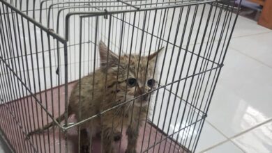 افزایش حمله گربه ها به شهروندان تهانی - آژانس خبری مهر | اخبار ایرانی و جهانی