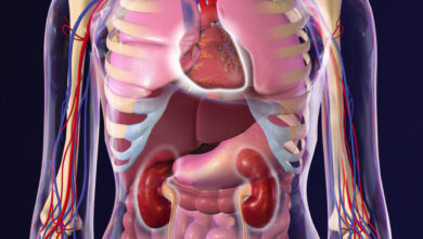 سلامت قلب و کلیه ؛ مسیرهای دو راه در پزشکی