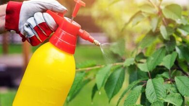 آفات با اختلال در رشد مغز کودکان همراه است - آژانس خبری مهر | اخبار ایرانی و جهانی