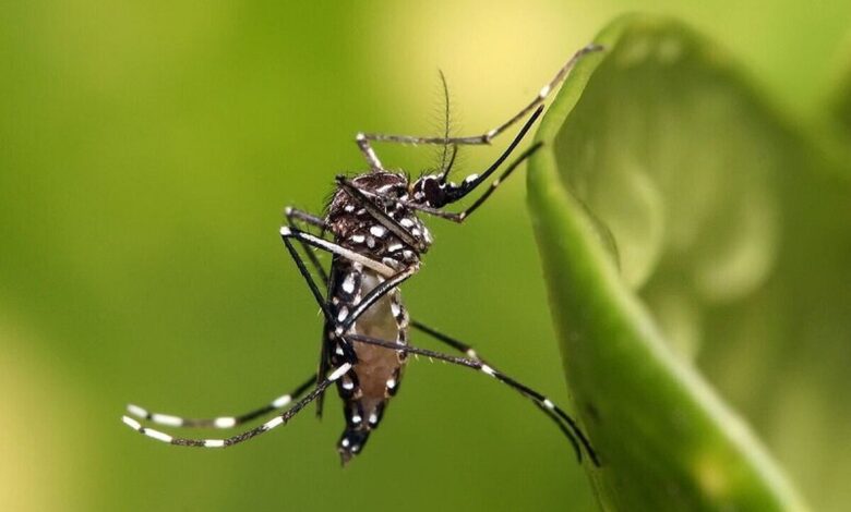 Aedas Mosquito ، حامل اصلی Chicongonia