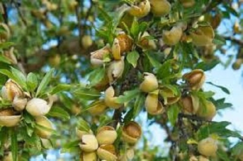 غذایی که مغز کودکان را تقویت می کند