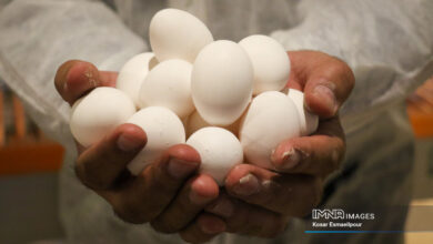 آیا مصرف زرده تخم مرغ خام با شیر مفید است؟