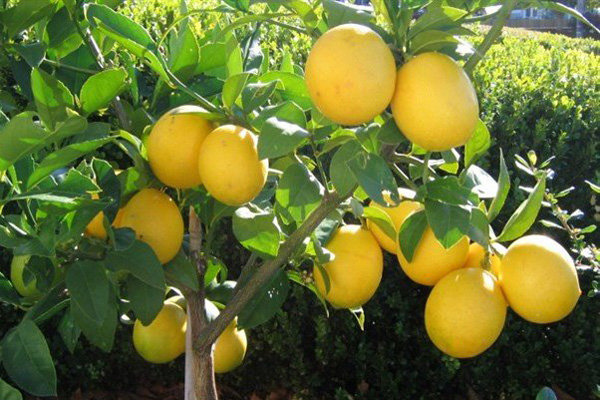راز سلامتی در قطره های لیمو ترش!
