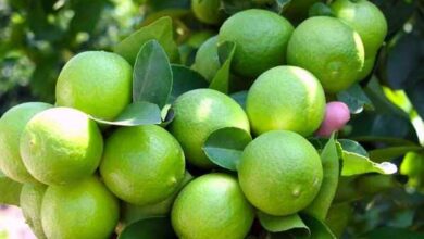 راز سلامتی در قطره های لیمو ترش!