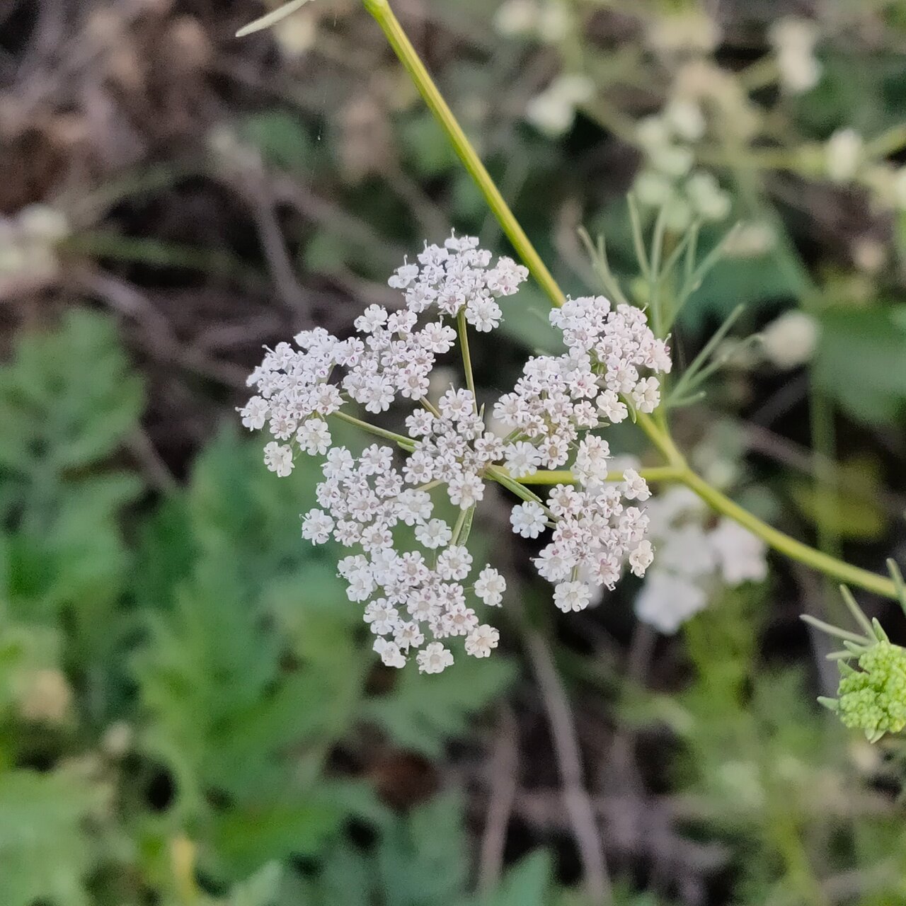 زن خواص ، مزایا و فواید درمانی این گیاه / خواص شگفت انگیز برای باریک و معده