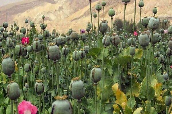 ضرورت بازگشت به کشت قانونی خشخاش برای تولید مواد مخدر - آژانس خبری مهر | اخبار ایرانی و جهانی