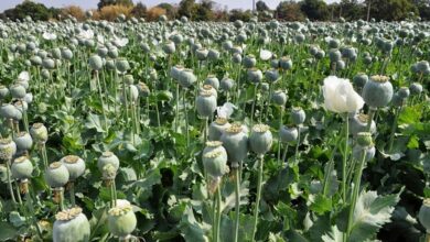 نیاز به بازگشت ایران به کشت قانونی خشخاش/ دلایل سازمان غذا و داروی