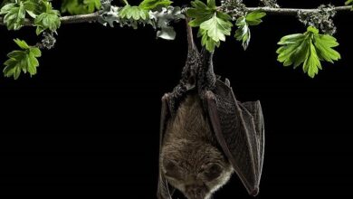 کشف ویروس جدید منتقل شده توسط خفاش - آژانس خبری Mehr | اخبار ایرانی و جهانی