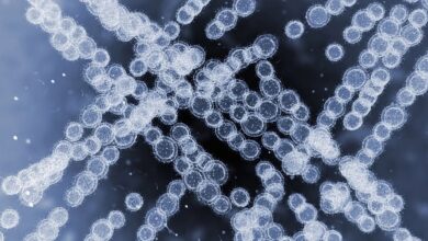 هشدار آژانس بهداشت اتحادیه اروپا ؛ قارچ مقاوم به مواد مخدر به سرعت در بیمارستان ها گسترش یافت