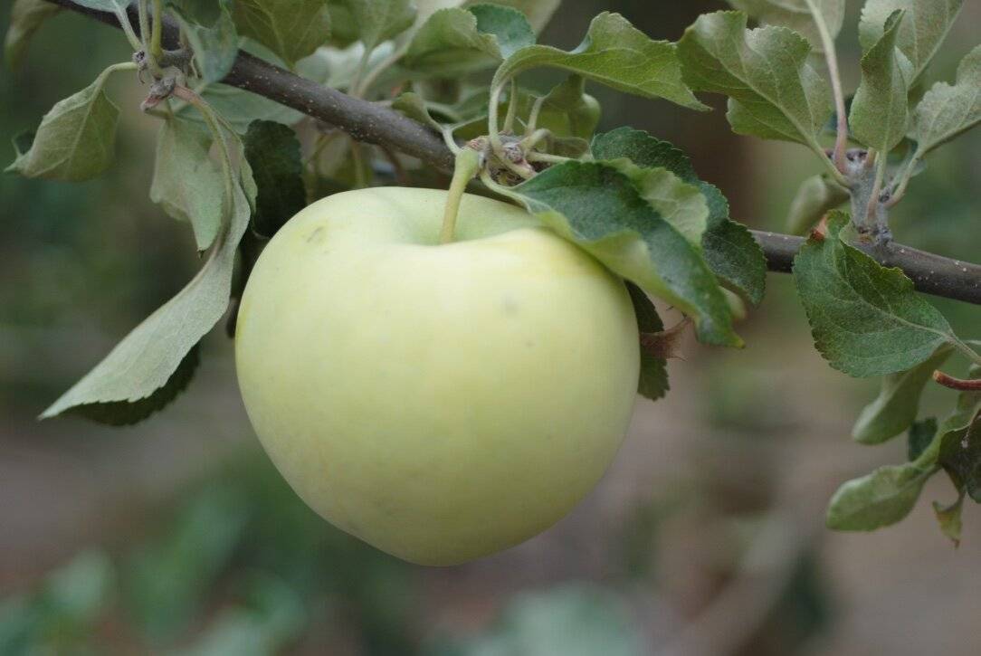 کاشت کود گل رز سیب