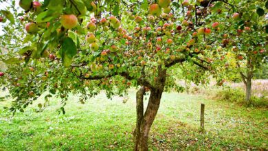 نهال های گل رز - نهال یاسین