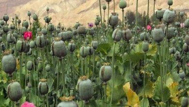 کشت خشخاش را برای تولید داروهای حیاتی پیدا کنید و پنهان کنید - آژانس خبری مهر | اخبار ایرانی و جهانی